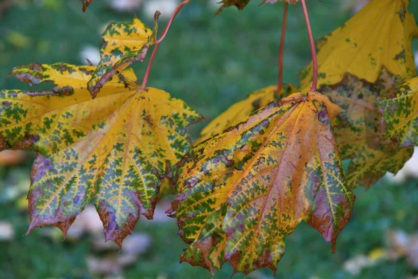 Otoño Sale Después Lluvia Parque Ciudad — Foto de Stock