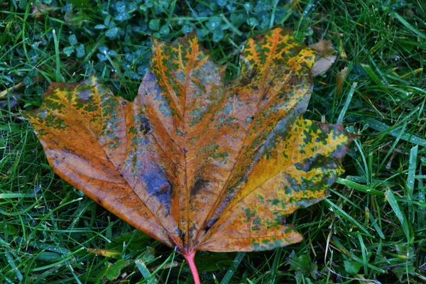 Herbstlaub Nach Dem Regen Stadtpark — Stockfoto