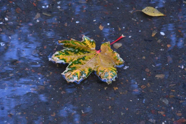 城市公园雨后秋叶 — 图库照片