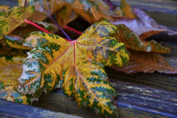 Autumn Leaves Rain City Park — Stock Photo, Image