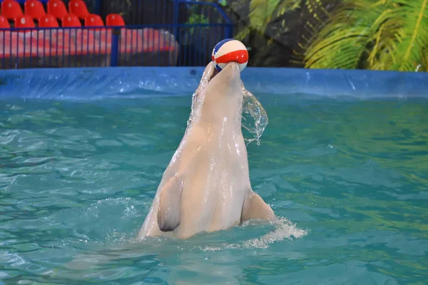 Belukha Performs Exercise Ball Indoor Pool — Stock Photo, Image