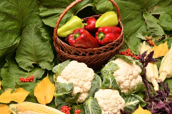 自然の新鮮な完熟野菜の秋ギフト — ストック写真