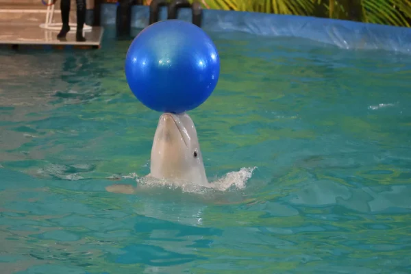 Belukha Voert Bal Van Een Oefening Het Overdekte Zwembad — Stockfoto