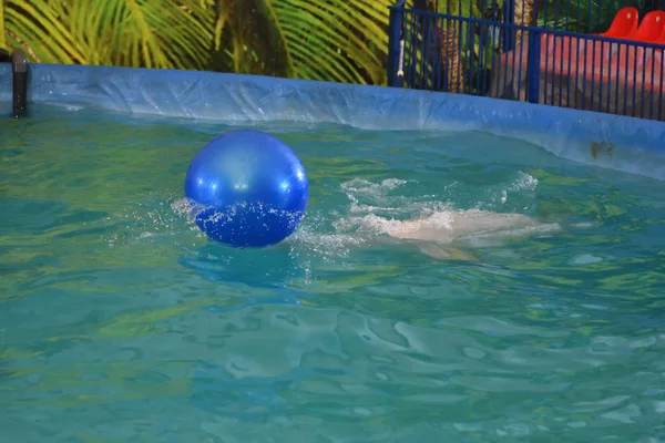 Belukha Führt Hallenbad Einen Gymnastikball Auf — Stockfoto