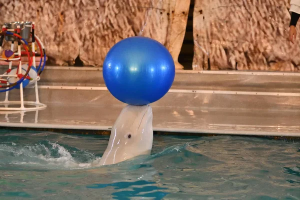 Belukha Voert Bal Van Een Oefening Het Overdekte Zwembad — Stockfoto