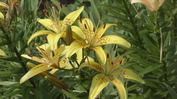 Κήπος Lily Κίτρινο Στο Flecked Καλοκαίρι — Αρχείο Βίντεο
