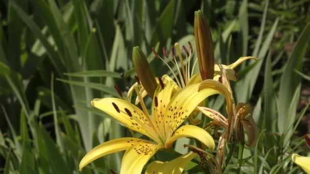 Jardín Lily Amarillo Moteado Verano — Vídeos de Stock