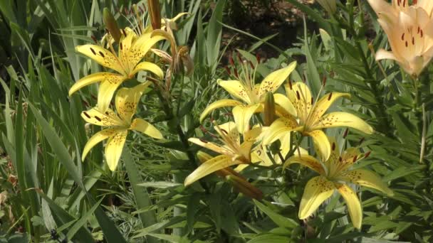 Jardín Lily Amarillo Moteado Verano — Vídeo de stock