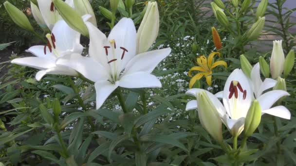 夏の庭でガーデン リリー ホワイト — ストック動画