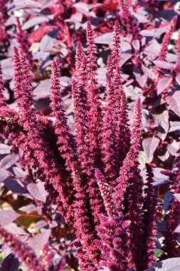 Sıcak bir günde yaz bahçesinde solmayan çiçek çiçek