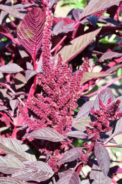 Sıcak bir günde yaz bahçesinde solmayan çiçek çiçek