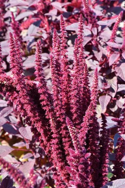 Amaranth Flower Summer Garden Hot Day — Stock Photo, Image