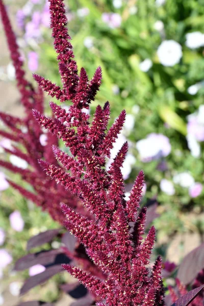Amaranth Flower Summer Garden Hot Day — Stock Photo, Image