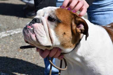 Köpek doğurmak İngilizce Bulldog sabah yürüyüş