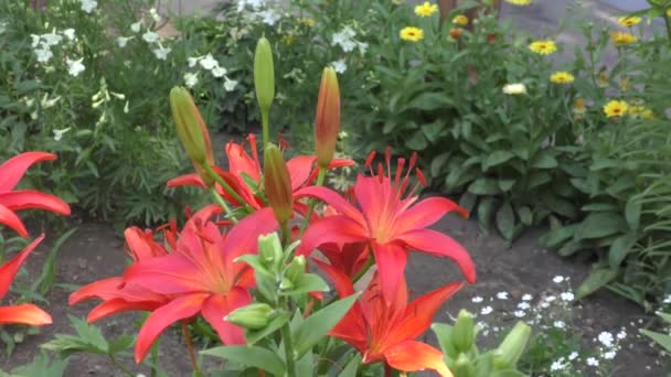 Jardin Lily Red Dans Jardin Été — Video