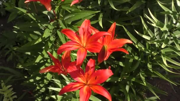 Jardin Lily Red Dans Jardin Été — Video