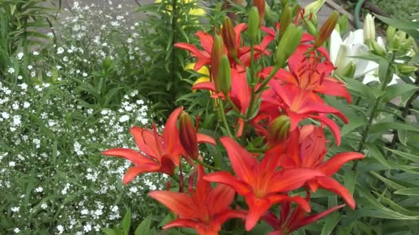 Jardin Lily Red Dans Jardin Été — Video