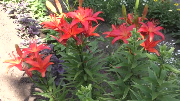 花园百合红色在夏天庭院里 — 图库视频影像