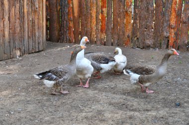 Sıcak bir yaz günü çiftlikte kaz