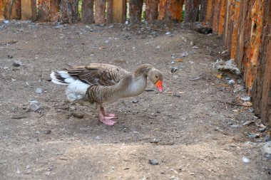 Sıcak bir yaz günü çiftlikte kaz