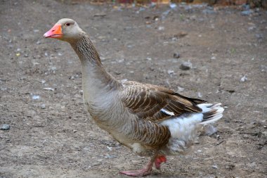 Sıcak bir yaz günü çiftlikte kaz