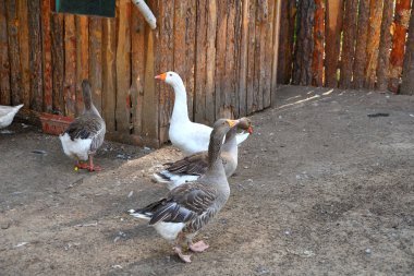 Sıcak bir yaz günü çiftlikte kaz