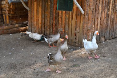 Sıcak bir yaz günü çiftlikte kaz