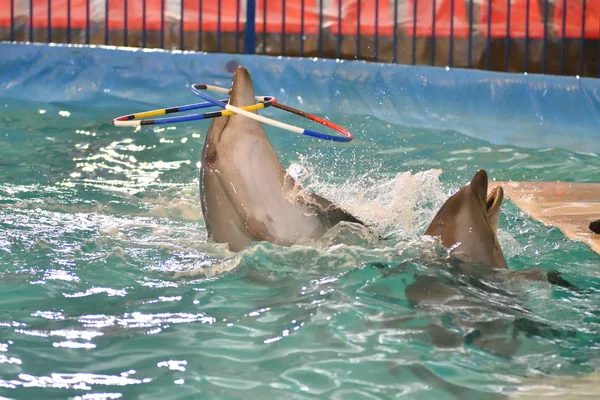 Delfin Wykonuje Ćwiczenia Hoop Krytym Basenie — Zdjęcie stockowe
