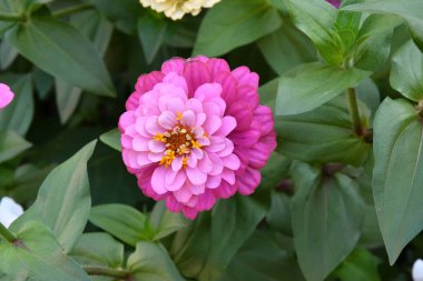 Renkli çiçek Zinnia yaz bahçesinde