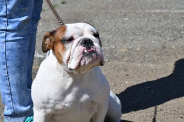 Köpek doğurmak İngilizce Bulldog sabah yürüyüş