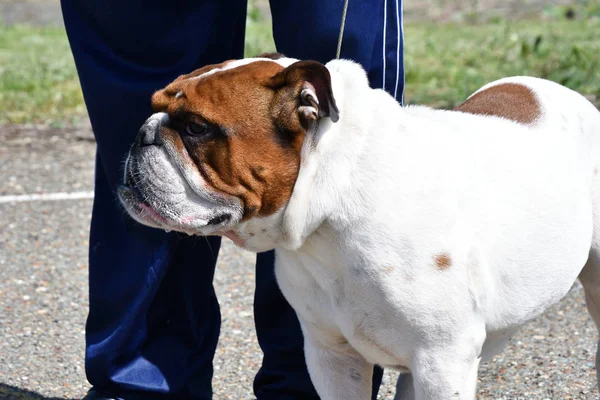 狗养殖英国斗牛犬早晨步行 — 图库照片