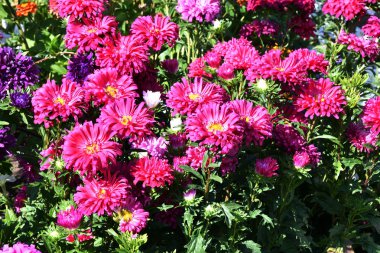 Renkli çiçek Aster yaz bahçesinde