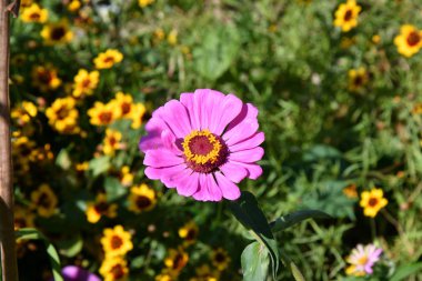 Renkli çiçek Zinnia yaz bahçesinde