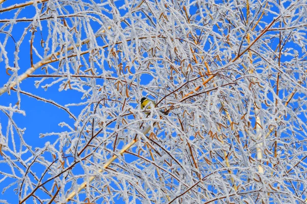 Bäume Winter Mit Schnee Und Frost Bedeckt — Stockfoto