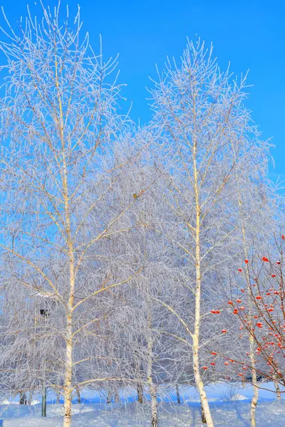 Bäume Winter Mit Schnee Und Frost Bedeckt — Stockfoto