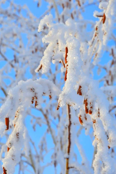 Bäume Winter Mit Schnee Und Frost Bedeckt — Stockfoto