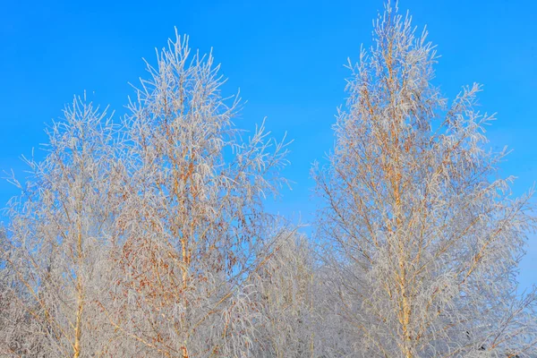 Alberi Inverno Coperti Neve Gelo — Foto Stock