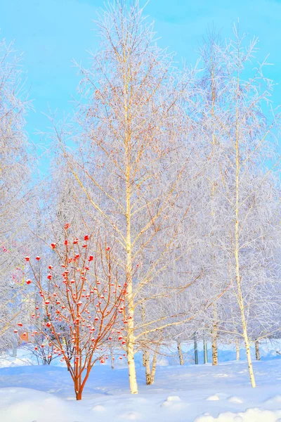 Bäume Winter Mit Schnee Und Frost Bedeckt — Stockfoto