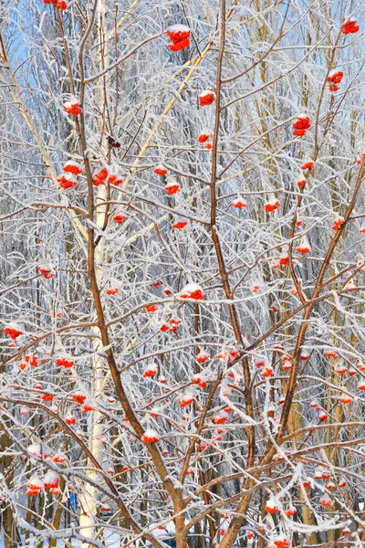 Bäume Winter Mit Schnee Und Frost Bedeckt — Stockfoto