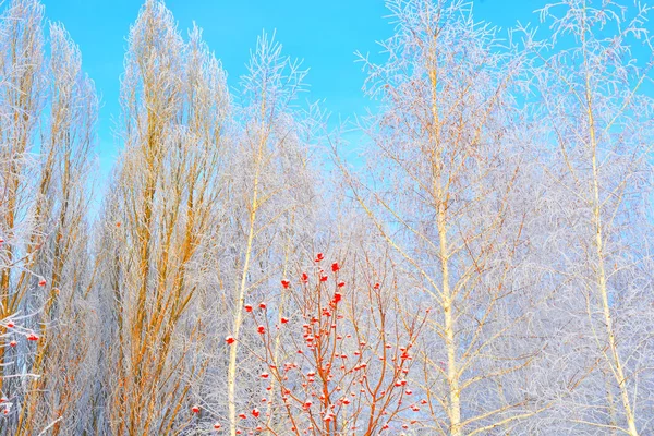 Bäume Winter Mit Schnee Und Frost Bedeckt — Stockfoto