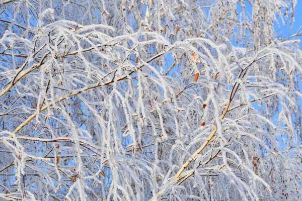 Bäume Winter Mit Schnee Und Frost Bedeckt — Stockfoto