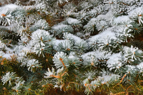 Drzewa Zimie Pokryte Śniegiem Mrozem — Zdjęcie stockowe