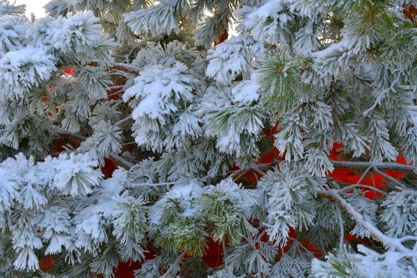 Bäume Winter Mit Schnee Und Frost Bedeckt — Stockfoto