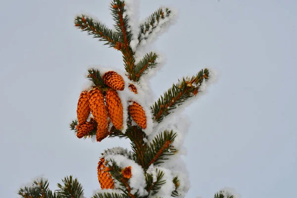 Δέντρα Χειμώνα Καλυμμένο Χιόνι Και Τον Παγετό — Φωτογραφία Αρχείου
