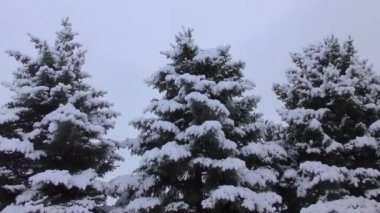 Ağacı Kışın kar altında