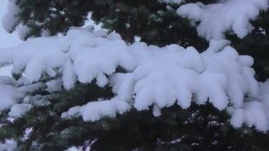 Ağacı Kışın kar altında