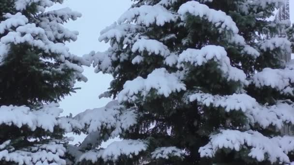 Boom Winter Onder Sneeuw — Stockvideo