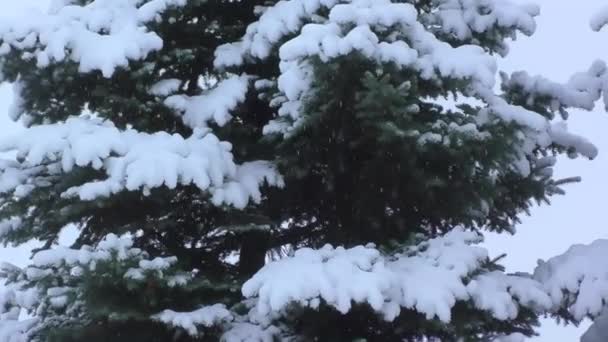 Boom Winter Onder Sneeuw — Stockvideo