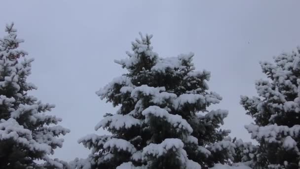 雪下的冬天的树 — 图库视频影像