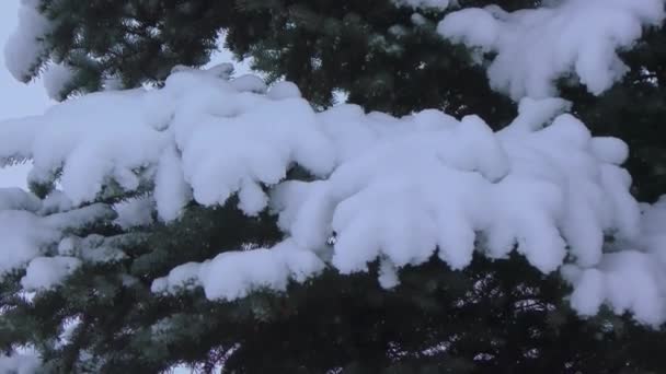 Árvore Inverno Sob Neve — Vídeo de Stock